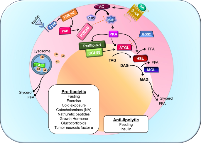 Lipolysis in Health and Disease: Pathways, Regulation, and Metabolic Consequences