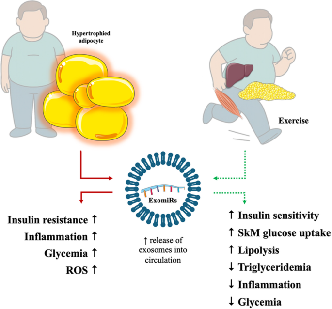 Exosomes and microRNAs: Molecular Mediators Linking Obesity, Exercise, and Metabolic Regulation