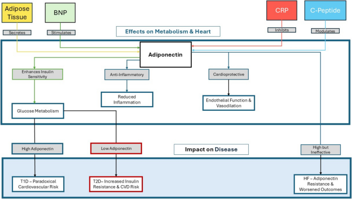 The Cardioprotective Effects of Adiponectin in Diabetes