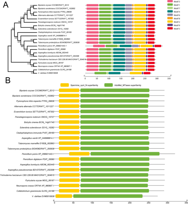 Spermidine synthase is essential for the trophic growth, stress response, and pathogenicity of