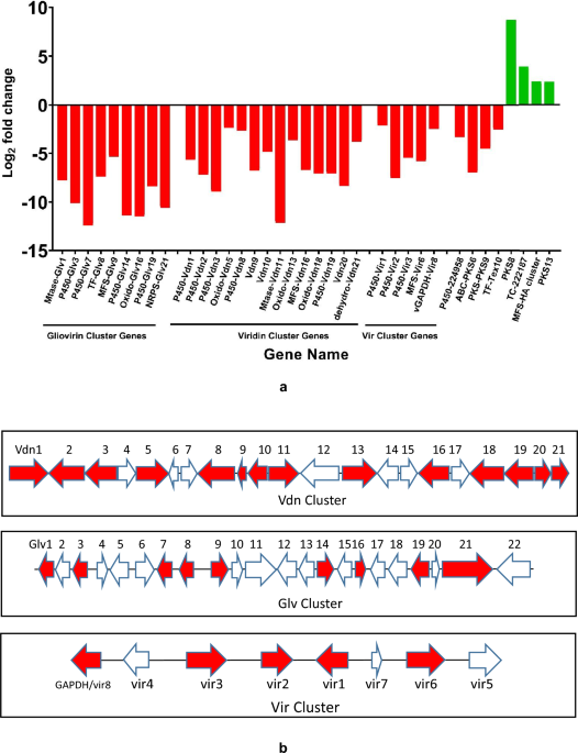 Is heptelidic (koningic) acid a microbial hormone that regulates secondary metabolism in the biocontrol fungus ?