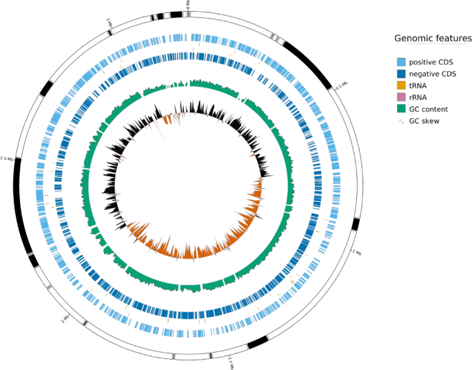 Genome characterization of  species from the rice rhizosphere: a potential plant growth promoting rhizobacteria (PGPR)