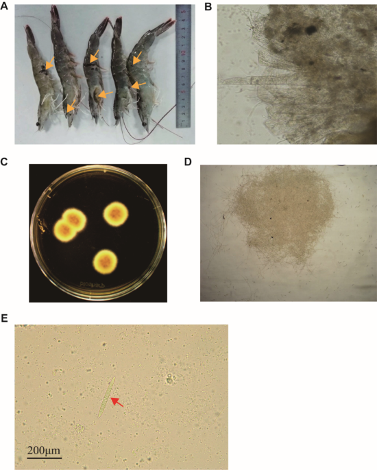Genomic characterization and analysis of  isolate 1-Jan, a novel pathogenic strain infecting