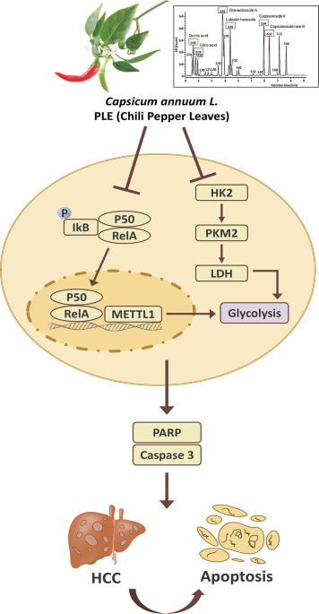 Chili pepper leaves extract induced antitumor effect via inhibition of NFkB/METTL1 mediated glycolysis in hepatocellular carcinoma cells