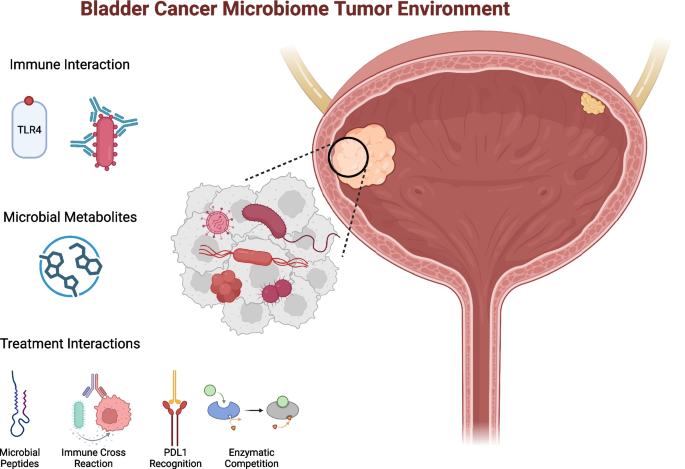 Beyond Sterility: the Urinary Microbiome in Bladder Cancer Carcinogenesis and Treatment