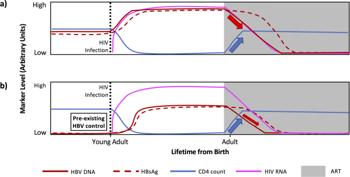 T-Cell Profiles in HBV Functional Cure and People Living With HIV: Known Knowns, Known Unknowns, and Unknown Unknowns