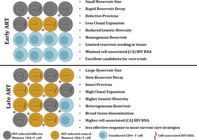Effect of Timing and Duration of ART on the Composition of HIV Reservoirs: Implications for HIV Cure Strategies
