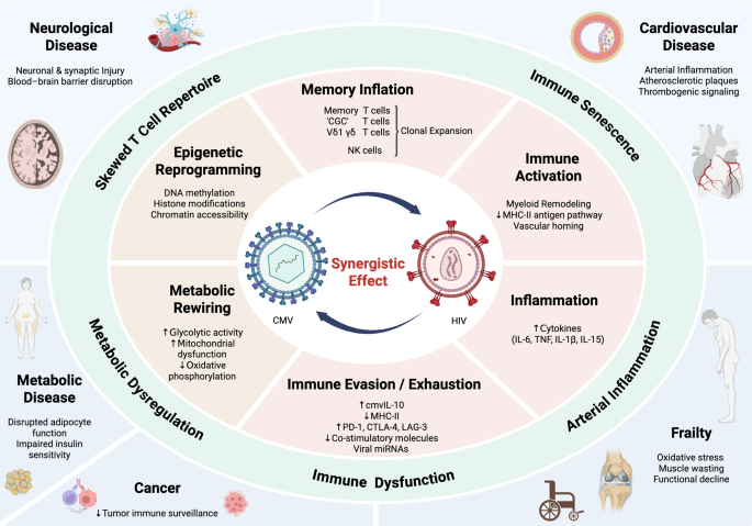 Cytomegalovirus in HIV: A Modifiable Driver of Inflammation, Frailty, and Aging