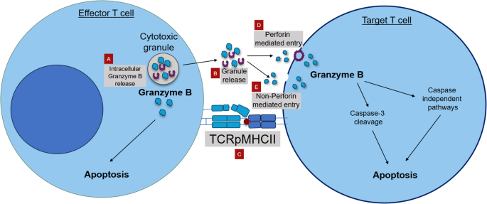 Cytotoxic CD4 T Cells: Dual Agents in HIV-1 Pathogenesis and Persistence