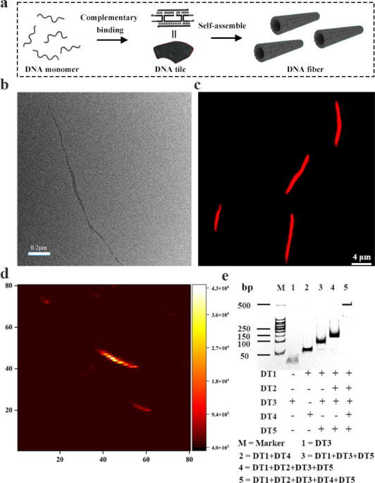 Multiple miRNA Analysis Based on DNA Fiber Barcodes for Cell Typing