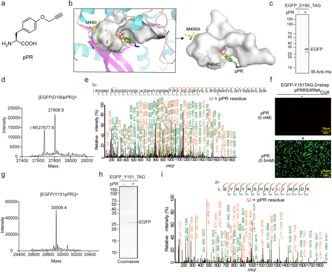 Genetically Encoded Alkyne-Based Cross-linkable Probes