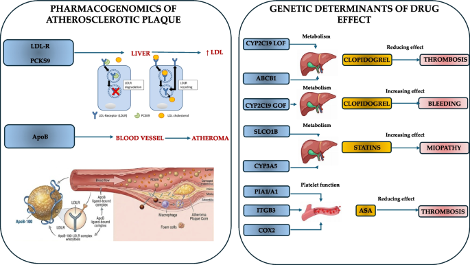 Pharmacogenomics of Atherosclerotic Plaque: Pathophysiological Background and Therapeutic Perspectives
