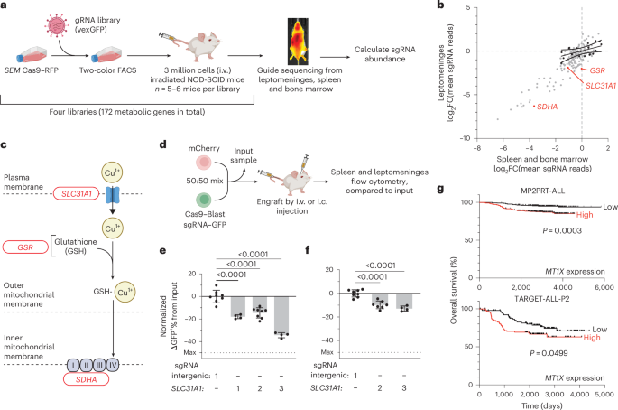 Copper depletion boosts CNS leukemia therapy by inhibiting nucleotide synthesis through impairment of mitochondrial complex IV activity