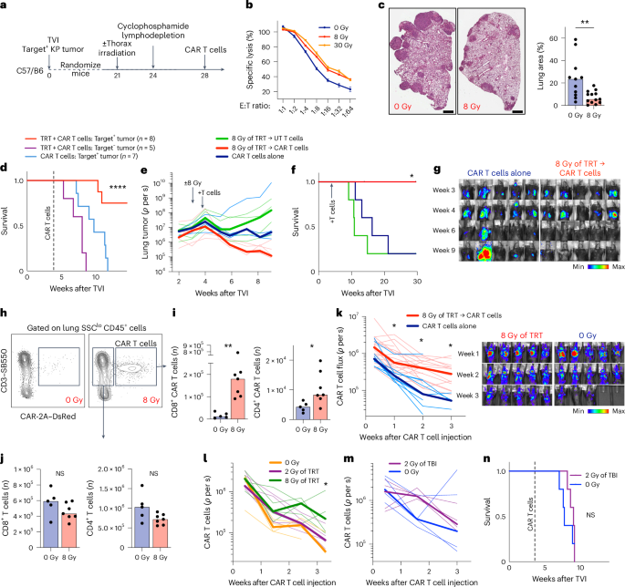 Tumor irradiation promotes antigen dressing of dendritic cells to enhance CAR T cell persistence and efficacy in lung metastases