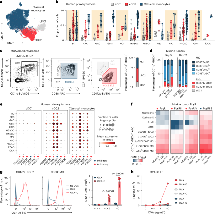Coupling dead cell recognition to Fcγ receptors augments anticancer immunity