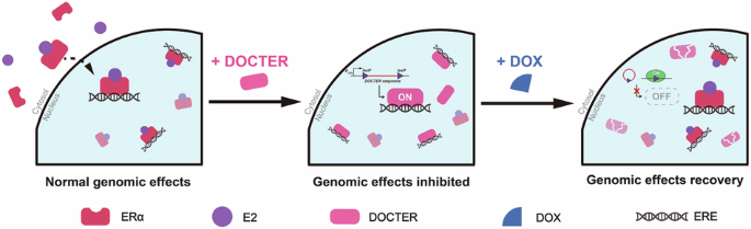 DOCTER: a genetically encoded switchable protein module for ERα-mediated transcriptional regulation