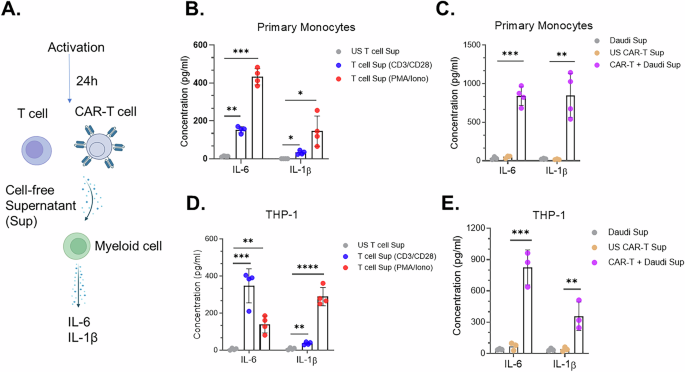 Characterization of CAR-T cell factors that contribute to myeloid cell activation