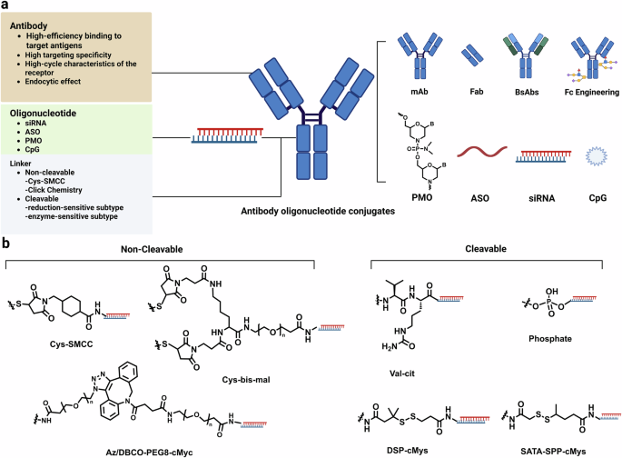 Research progress and development strategies of antibody-oligonucleotide conjugates