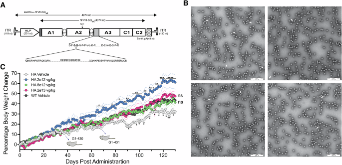 rAAV8 encapsidated HMR-001/z enables high efficiency hepatic transduction and restores hemostasis in hemophilic mice