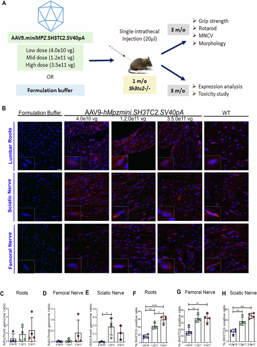 A dose-escalation and safety gene therapy study in a model of CMT4C neuropathy