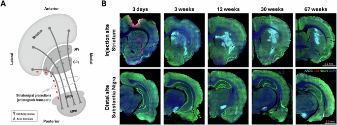 AAV2 capsid clearance and neuronal trafficking dynamics in the central nervous system