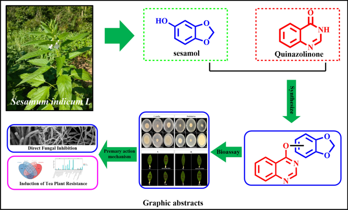 Sesamol derivatives bearing a quinazolin moiety: synthesis, antifungal efficacy against tea plant pathogens, and mechanistic insights