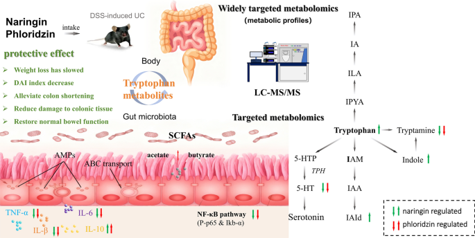Elucidating therapeutic mechanisms of naringin and phloridzin on ulcerative colitis mice by metabolomics-based comparative analysis
