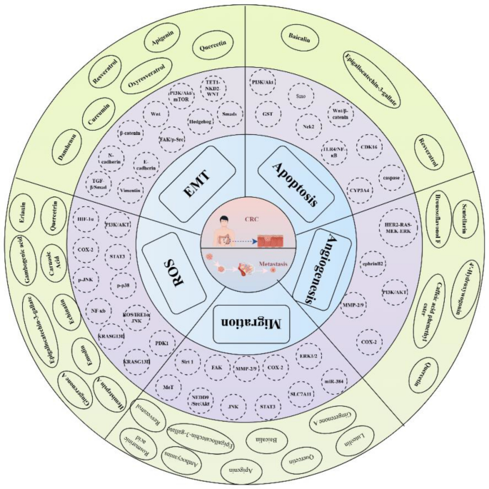 Mechanistic insights into polyphenolic constituents from traditional Chinese medicines in inhibiting colorectal cancer metastasis