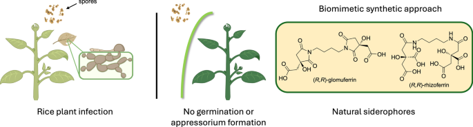 Facile synthesis and biological evaluation of glomuferrin and rhizoferrin as ferroptosis inhibitors in rice blast disease