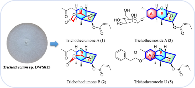 Cytotoxic trichothecene derivatives from  sp. DWS815