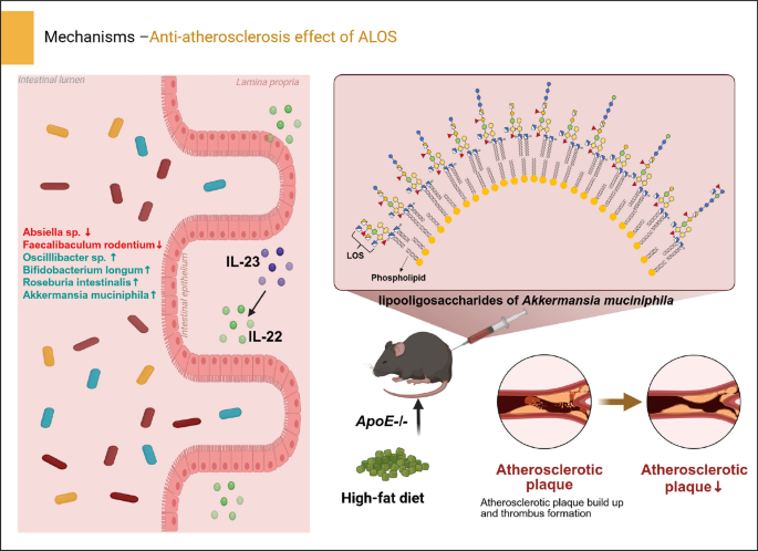 Diversity of oligosaccharides in lipooligosaccharides of  and its anti-atherosclerotic activity