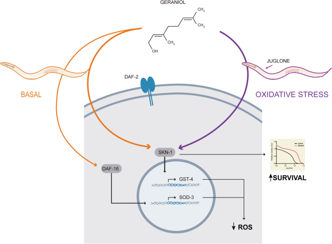 Natural monoterpenoid geraniol promotes antioxidant defense and stress tolerance via SKN-1/Nrf2 activation in