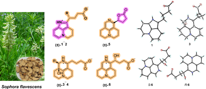 Sophflarines F–K: matrine-based alkaloids with a rare aromatic system from  and their anti-inflammatory and synergistic antibacterial effects