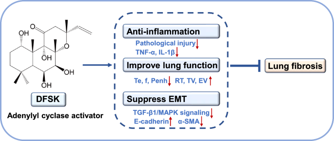 Deacetylforskolin ameliorates bleomycin-induced pulmonary fibrosis by suppressing inflammation and TGF-β1-induced epithelial–mesenchymal transition