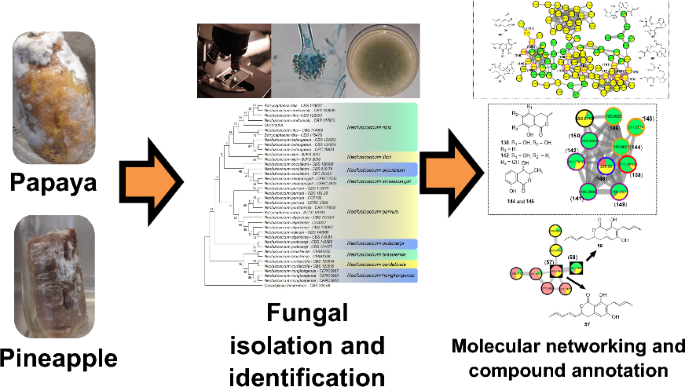 GNPS2 molecular networking reveals metabolic diversity in fungi isolated from protease-rich fruits