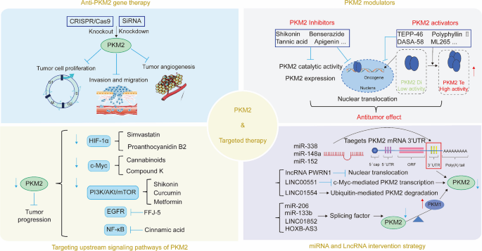 Targeting Pyruvate Kinase M2: Signal Transduction Pathways and Exploration of Cancer Therapeutic Strategies