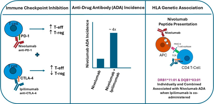 HLA Class II Alleles DRB1*11:01 and DQB1*03:01 Unmask Immunogenetic Susceptibility to Anti-Nivolumab Antibodies in Combination with Ipilimumab