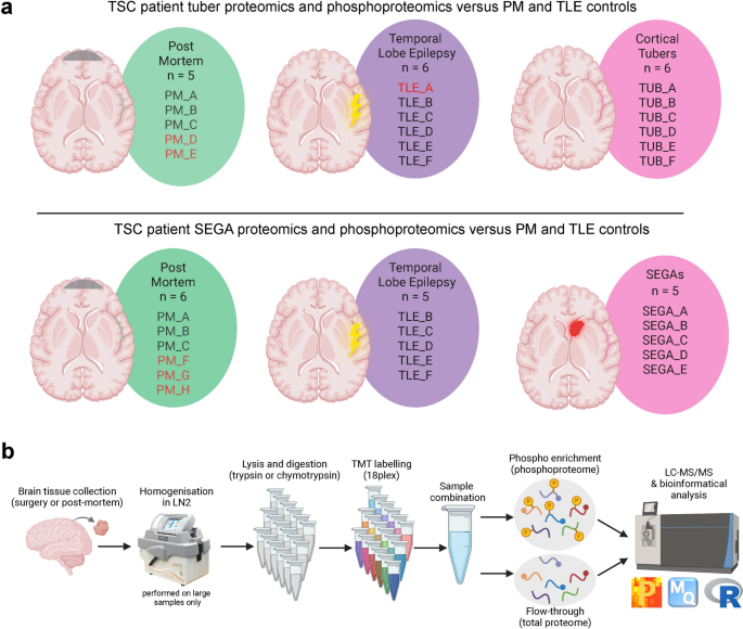 The phosphoproteomic landscape of the neurological manifestations in tuberous sclerosis complex