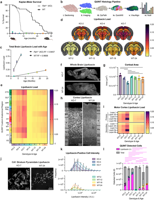 Lipofuscin accumulation in aging and CLN1 is associated with deficient de-S-acylation, lyso-mitochondrial dysfunction, and lipid dyshomeostasis