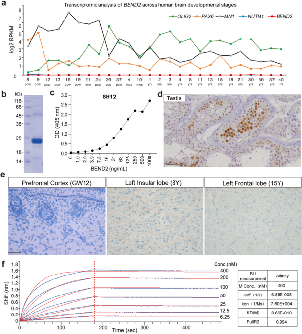 A novel BEND2 monoclonal antibody enables highly specific immunohistochemical diagnosis of -fusion astroblastomas