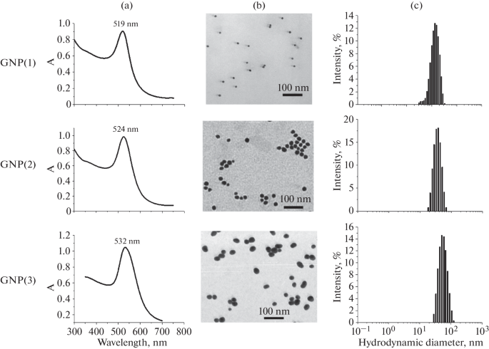 Influence of the Size of Gold Nanoparticles and Antibody Immobilization Method on Their Surface on the Sensitivity of Immunochromatographic Assay of the Anti-Müllerian Hormone
