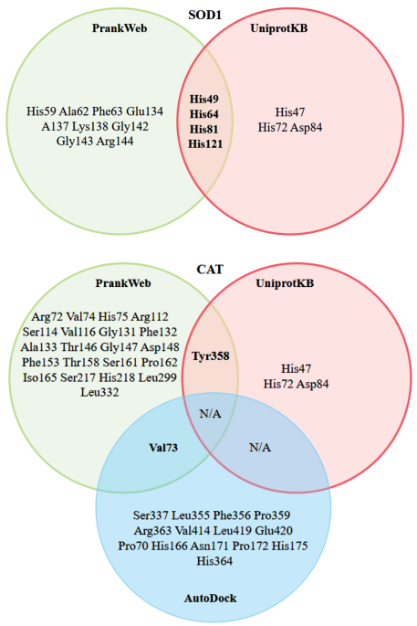 Study of Intermolecular Interactions of Enzyme of the Antioxidant System  and CdS and ZnS Nanoparticles