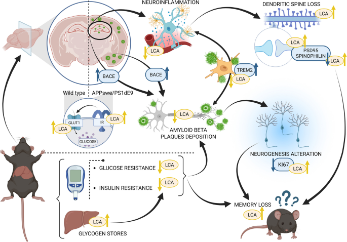 Licochalcone a enhances cognitive resilience in APP/PS1 Mice by modulating glucose metabolism, Aβ burden, and neuroinflammation