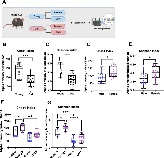 Age and sex dependent shift in murine gut microbiome reveals pathological links to host cardiovascular and metabolic pathways