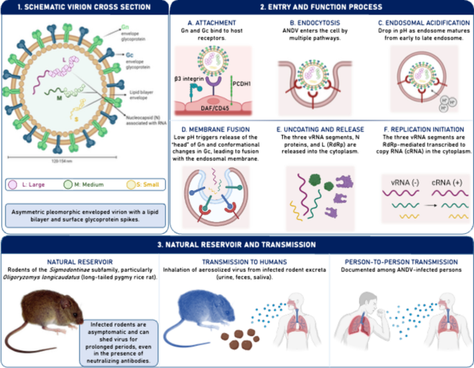 Andes virus and the aging host: lessons from the 2026 outbreak and a framework for age-related disease severity