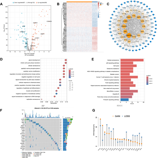 The role of cellular senescence in immune-metabolic features and prognosis of ovarian cancer: an integrated analysis based on single-cell sequencing and multi-omics data