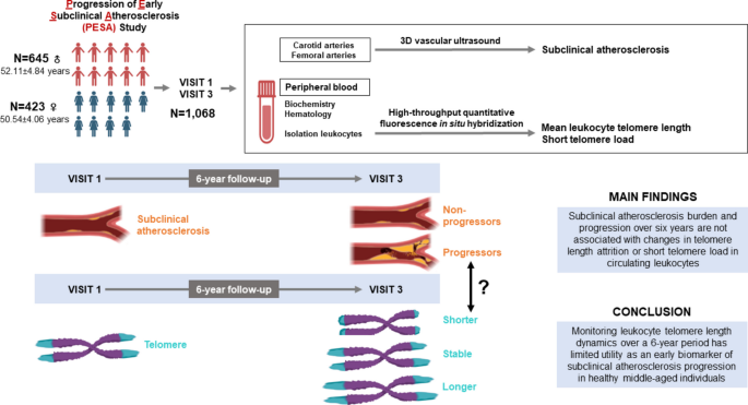 Telomere length dynamics do not predict subclinical atherosclerosis progression over a six-year period