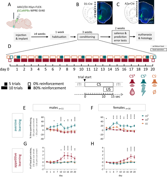 Nucleus accumbens medial shell D1 and D2 medium spiny neurons signal the valence of conditioned stimuli in a sex-dependent manner