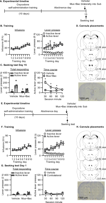 Role of submedius thalamus and its interaction with orbitofrontal cortex in incubation of oxycodone craving