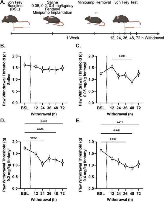 GABAergic neurons in the ventrolateral periaqueductal gray mediate fentanyl withdrawal and self-administration in mice
